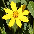 Coreopsis pubescens