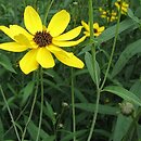 Coreopsis tripteris