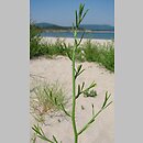 Corispermum nitidum (wrzosowiec lśniący)