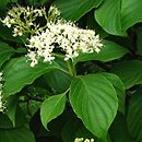 Cornus alternifolia (dereń skrętolistny)