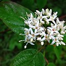 Cornus amomum (dereń błękitny)