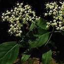 Cornus foemina (dereń bagienny)