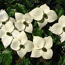 Cornus kousa var. kousa (dereń kousa japoński)
