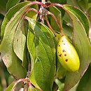 Cornus mas Macrocarpa