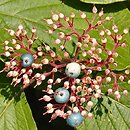 Cornus rugosa (dereń rozłogowy)