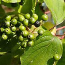 Cornus walteri (dereń Waltera)