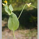 Coronilla scorpioides (cieciorka sierpowata)