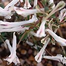 Corydalis afghanica