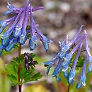 Corydalis calycosa
