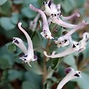 Corydalis chionophila