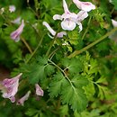 Corydalis edulis