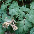 Corydalis glaucescens
