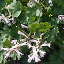 Corydalis henrikii