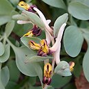 Corydalis maracandica