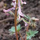 Corydalis paczoskii