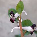 Corydalis popovii