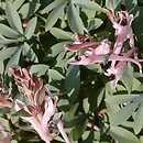 Corydalis schanginii