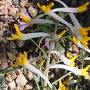 Corydalis ainae