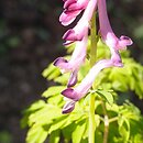 Corydalis scouleri
