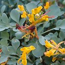 Corydalis sewerzowii