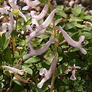 Corydalis tauricola