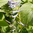 Corydalis temulifolia