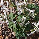 Corydalis triternata