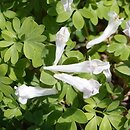 Corydalis vittae