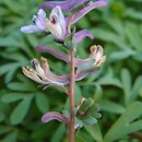 Corydalis wendelboi