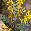 Corydalis wilsonii (kokorycz Wilsona)