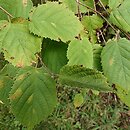 Corylus americana (leszczyna amerykańska)