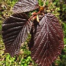 Corylus avellana Atropurpurea