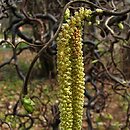 Corylus avellana Tortuosa