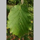 Corylus colchica