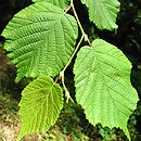 Corylus sieboldiana (leszczyna Siebolda)