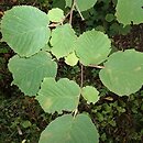 Corylus yunnanensis (leszczyna yunnan)