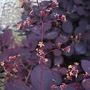 Cotinus coggygria Royal Purple