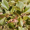 Cotinus obovatus (perukowiec amerykański)