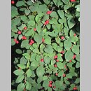 Cotoneaster acutifolius (irga ostrolistna)
