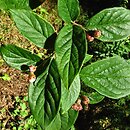 Cotoneaster ambiguus