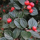 Cotoneaster pannosus