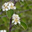 Cotoneaster nummularius (irga kreteńska)