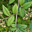Cotoneaster floccosus
