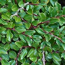 Cotoneaster glabratus