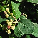 Cotoneaster granatensis