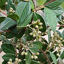 Cotoneaster harrovianus