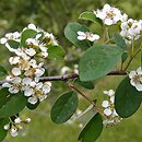 Cotoneaster hebephyllus