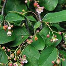 Cotoneaster ignavus (irga opieszała)