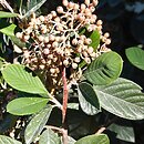 Cotoneaster coriaceus