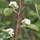 Cotoneaster affinis